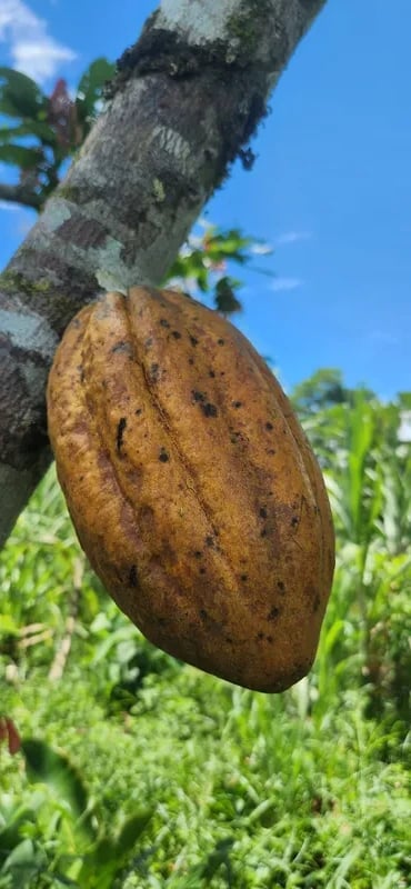 Ripe Cacao Nacional pod on the trunk of a highland cacao tree