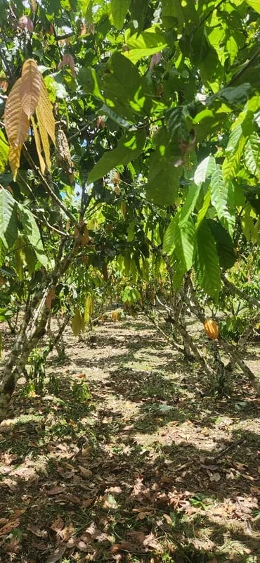 Cacao Nacional trees among virgin fruit forest, Mayo-Chinchipe