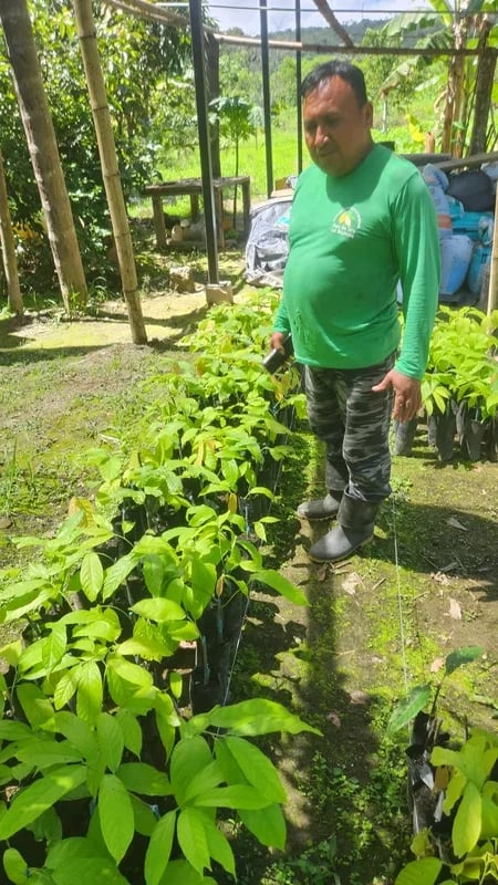 Shuar farmer tending Cacao Nacional seedlings at the nursery