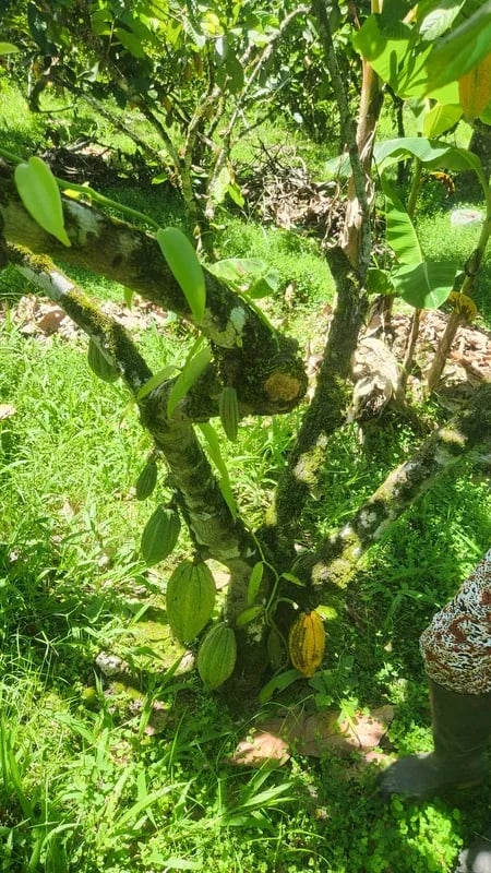Cacao Nacional branches over mossy forest ground, Zamora Chinchipe